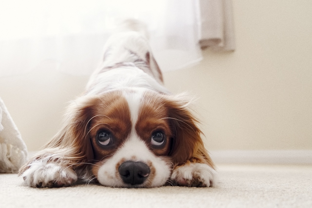 Cómo tener una mascota puede afectar sus finanzas personales